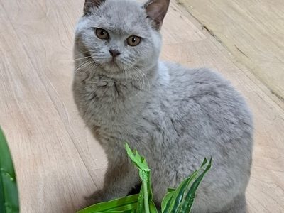 Endi, bármikor költözhet