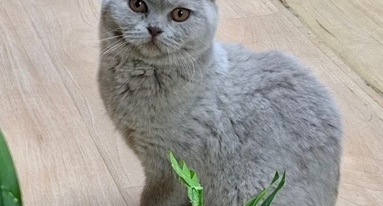 Endi, bármikor költözhet