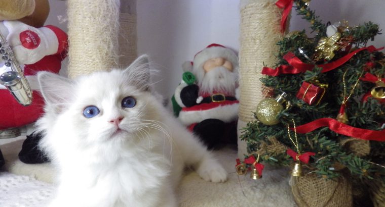 Ragdoll cica Ninive lány!😍💖💖 De