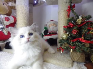 Ragdoll cica Ninive lány!😍💖💖