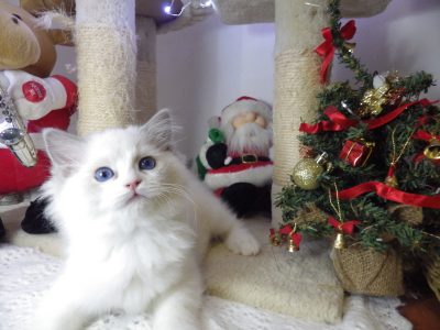 Ragdoll cica Ninive lány!😍💖💖