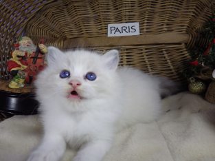 „Paris” Ragdoll lány! 💖😍