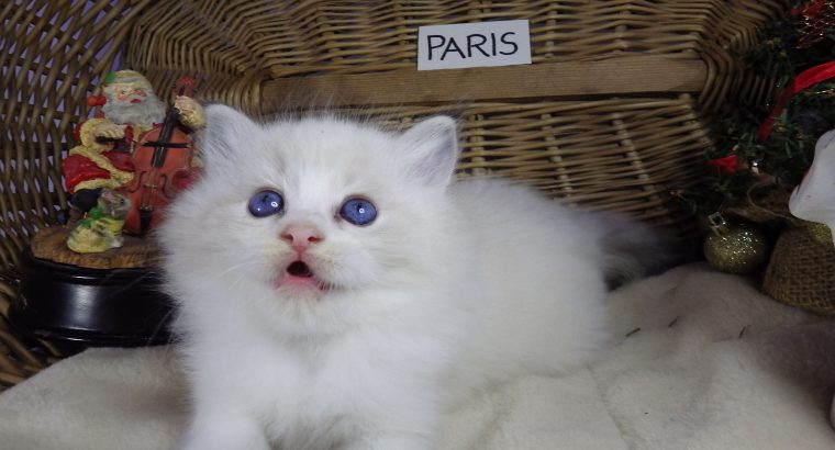 „Paris” Ragdoll lány! 💖😍