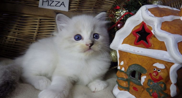 Pizza Ragdoll lány! 💖😍