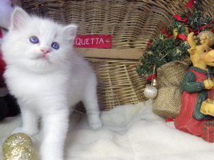 „Quetta” Ragdoll lány💖Apró szépség