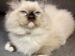 Orion – Ragdoll kandúr – Seal Point