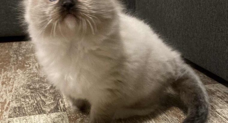 Olaf – Ragdoll kandúr – point