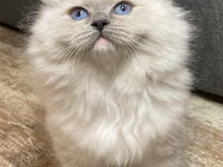 Ophelia – Ragdoll kislány – Seal