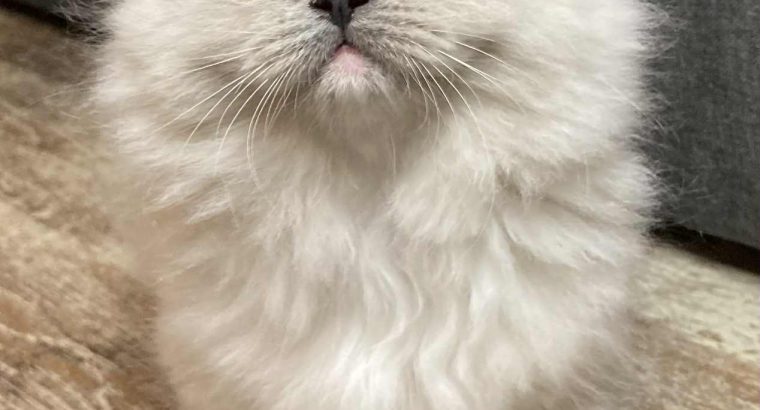 Ophelia – Ragdoll kislány – Seal