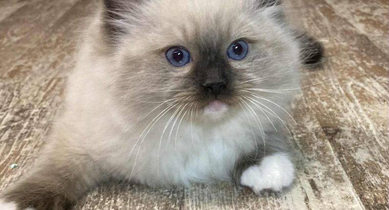 Orion – Ragdoll kandúr – Seal Point