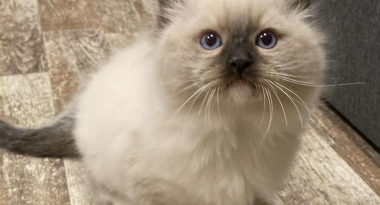 Olaf – Ragdoll kandúr – point