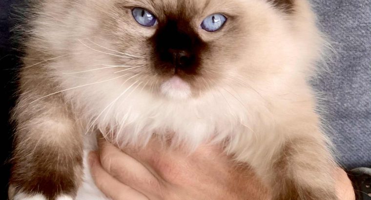 Orion – Ragdoll kandúr – Seal Point