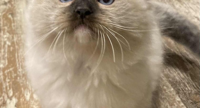 Olaf – Ragdoll kandúr – point