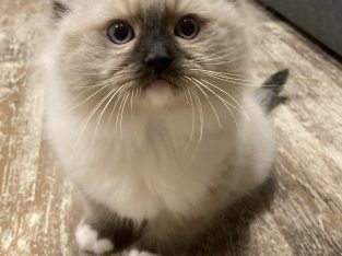 Olaf – Ragdoll kandúr – point