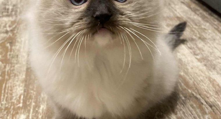 Olaf – Ragdoll kandúr – point