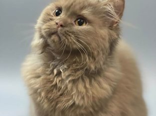 Brit hosszú szőrű kis kandúr