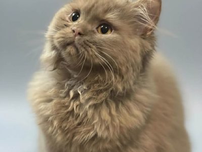 Brit hosszú szőrű kis kandúr