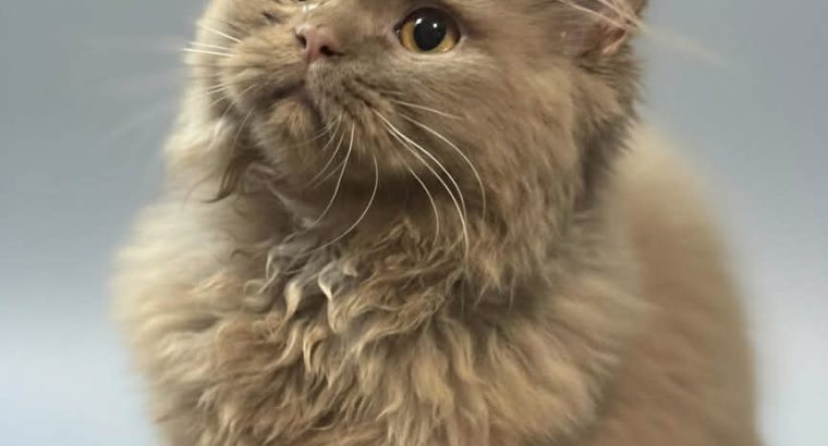 Brit hosszú szőrű kis kandúr