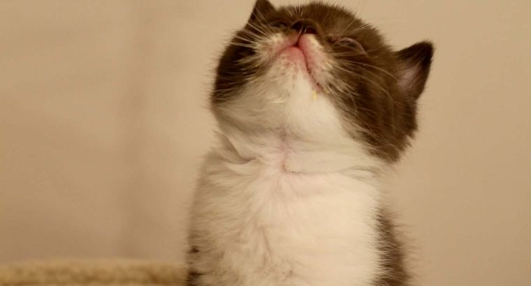 Brit rövidszőrű szépség: Amora