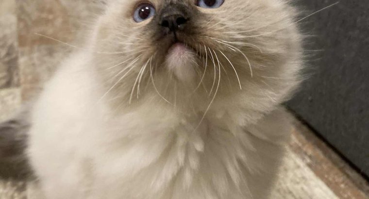 Olaf – Ragdoll kandúr – point