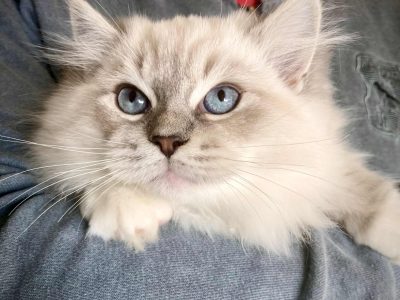 Oleg – Ragdoll kandúr – Seal point