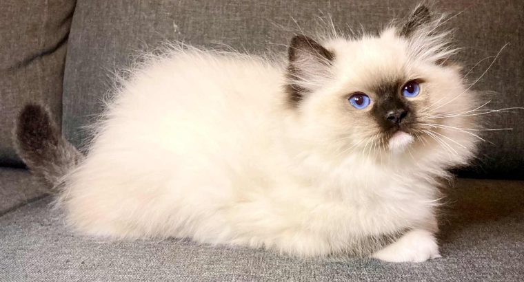 Olaf – Ragdoll kandúr – point