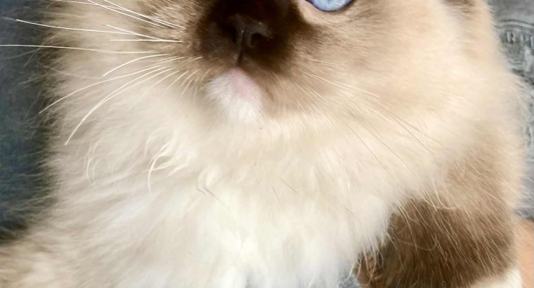 Orion – Ragdoll kandúr – Seal Point