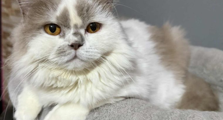 Bájos brit fiúcska