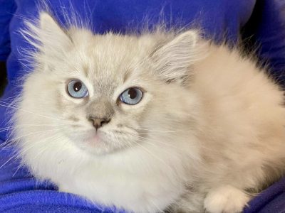 Oleg – Ragdoll kandúr – Seal point