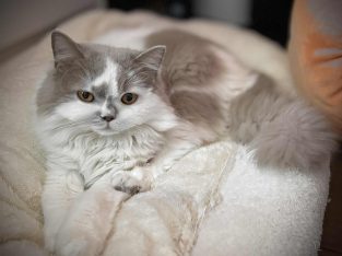 Bájos brit fiúcska