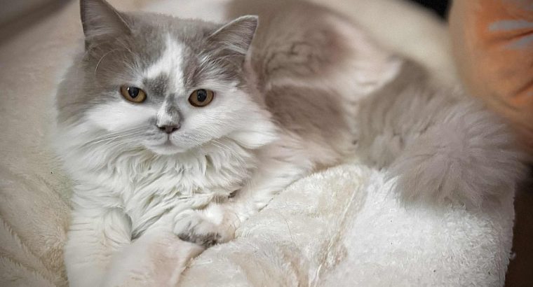 Bájos brit fiúcska