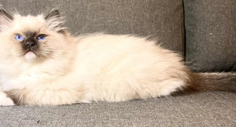 Olaf – Ragdoll kandúr – point