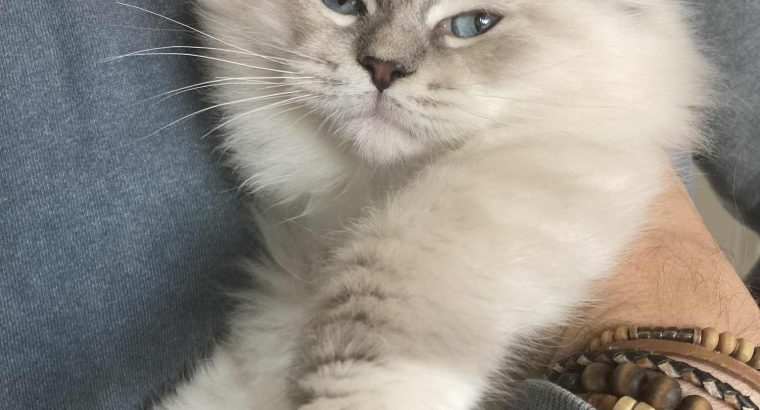 Oleg – Ragdoll kandúr – Seal point