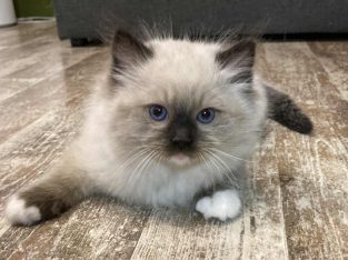 Orion – Ragdoll kandúr – Seal Point