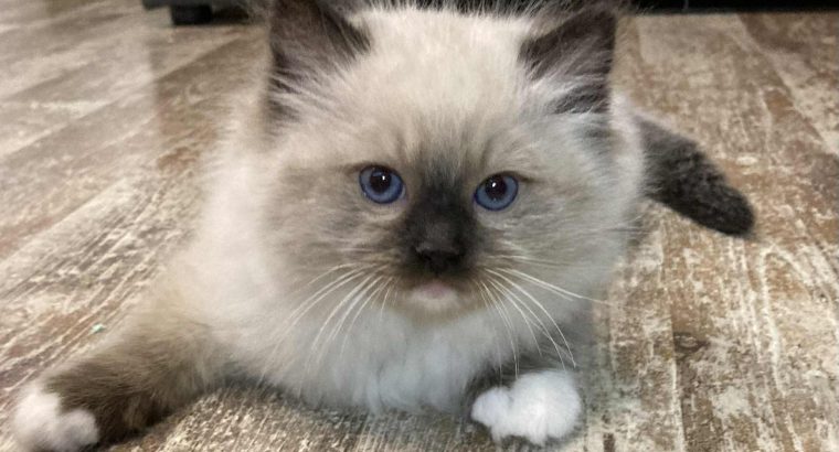 Orion – Ragdoll kandúr – Seal Point