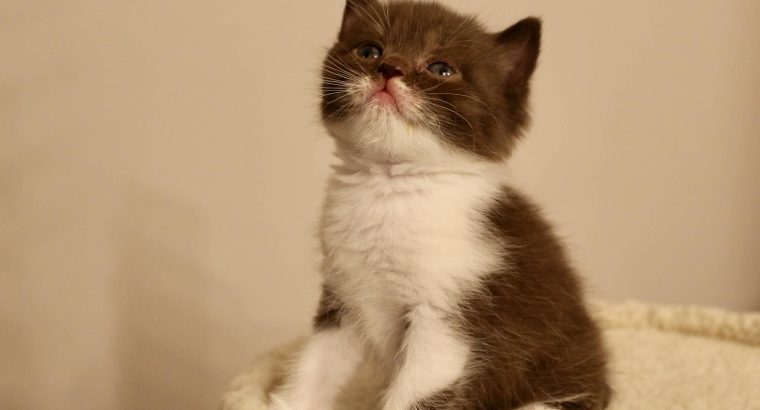 Brit rövidszőrű szépség: Amora