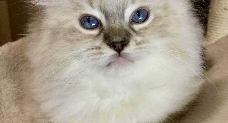 Oleg – Ragdoll kandúr – Seal point