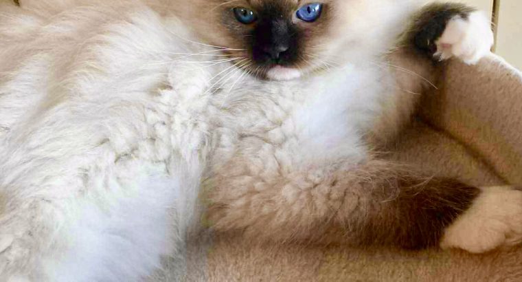 Orion – Ragdoll kandúr – Seal Point