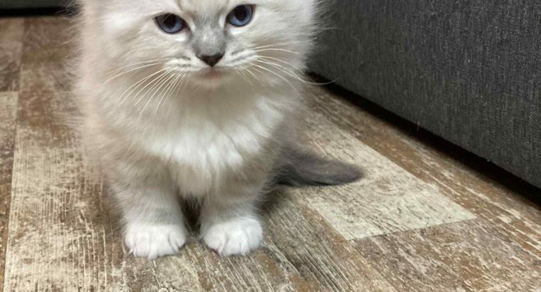 Oleg – Ragdoll kandúr – Seal point