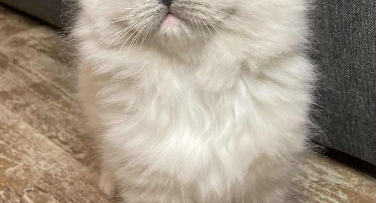 Ophelia – Ragdoll kislány – Seal