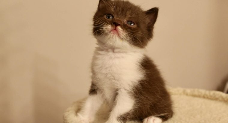 Brit rövidszőrű szépség: Amora