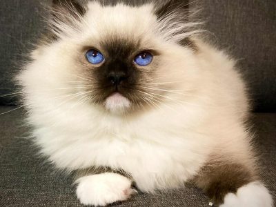 Olaf – Ragdoll kandúr – point