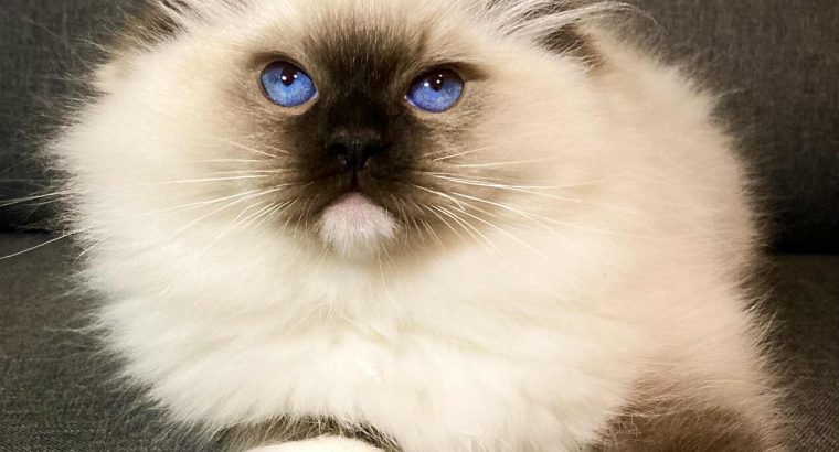 Olaf – Ragdoll kandúr – point