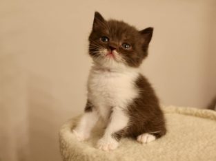 Brit rövidszőrű szépség: Amora