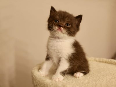 Brit rövidszőrű szépség: Amora