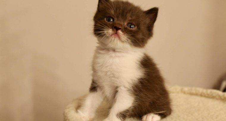 Brit rövidszőrű szépség: Amora