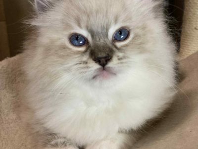 Oleg – Ragdoll kandúr – Seal point