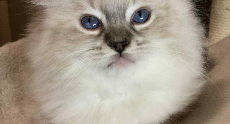 Oleg – Ragdoll kandúr – Seal point