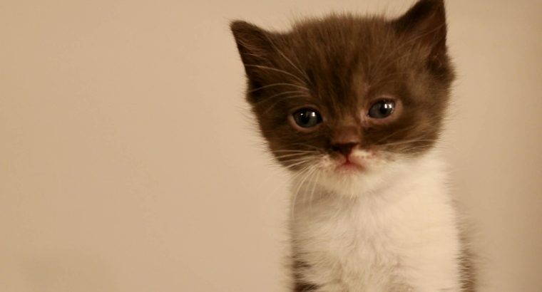 Brit rövidszőrű szépség: Amora