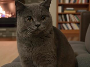 Rövidszőrű brit kandúrka